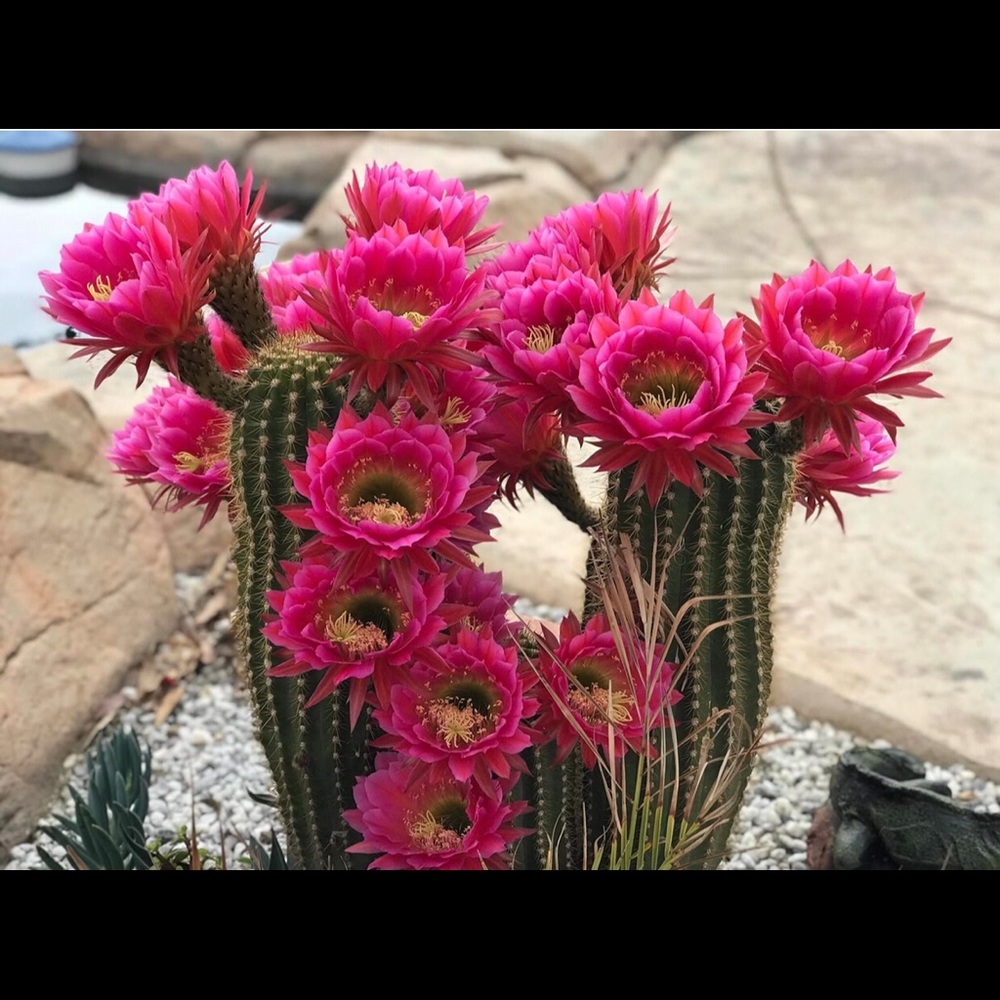 Pink Flowering Cactus Pups 🌵